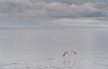 Seagull flying over misty grey lake with cloudy sky. Beautiful dark and moody nature backdrop for your design in grey Royalty Free Stock Photo