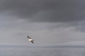 Seagull flying over misty grey lake with cloudy sky. Beautiful dark and moody nature backdrop for your design in grey Royalty Free Stock Photo