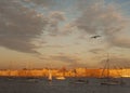 Seagull flying over the Neva River and sailing yachts. Royalty Free Stock Photo