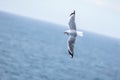 seagull flying over the ocean