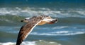 Seagull flying over the ocean surf. Royalty Free Stock Photo