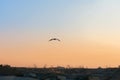 Seagull flying over panoramic view of the roofs in sunset light. Royalty Free Stock Photo