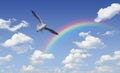 Seagull flying over rainbow with white clouds and blue sky, Free Royalty Free Stock Photo
