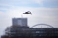 seagull flying over rhine river, bokeh background