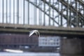 seagull flying over rhine river, bokeh bridge in the background