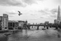 Seagull flying over the river Thames