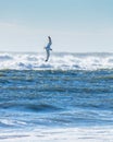 Seagull flying over the rough waves in the ocean. Bright scene