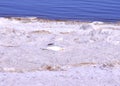 Seagull Flying Over Salton Sea Beach Royalty Free Stock Photo