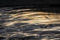 Seagull flying over Sava river rapids during wonderful winter sunset Royalty Free Stock Photo