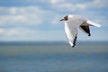 Seagull flying over sea Royalty Free Stock Photo