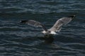 SeaGull