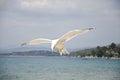 Seagull flying Royalty Free Stock Photo