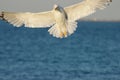 Seagull flying over the sea against a blue sky Royalty Free Stock Photo