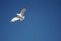 Seagull flying over the sea against a blue sky Royalty Free Stock Photo