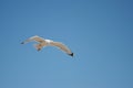 Seagull flying over the sea against a blue sky Royalty Free Stock Photo