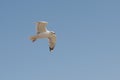 Seagull flying over the sea against a blue sky Royalty Free Stock Photo