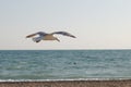 Seagull flying over the sea against a blue sky Royalty Free Stock Photo