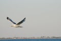 Seagull flying over the sea against a blue sky Royalty Free Stock Photo