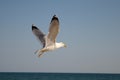 Seagull flying over the sea against a blue sky Royalty Free Stock Photo