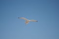 Seagull flying over the sea against a blue sky Royalty Free Stock Photo