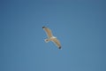 Seagull flying over the sea against a blue sky Royalty Free Stock Photo