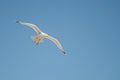 Seagull flying over the sea against a blue sky Royalty Free Stock Photo