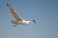 Seagull flying over the sea against a blue sky Royalty Free Stock Photo