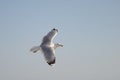 Seagull flying over the sea against a blue sky Royalty Free Stock Photo