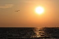 Seagull flying over the sea on the background of sunset Royalty Free Stock Photo