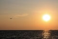Seagull flying over the sea on the background of sunset Royalty Free Stock Photo