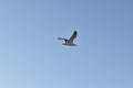 Seagull flying - beach of Cadiz Royalty Free Stock Photo