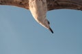 Seagull flying over the sea