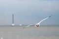 Seagull flying over sea on blue sky background Royalty Free Stock Photo