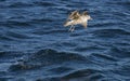 Seagull flying over the sea in Cape Town Royalty Free Stock Photo