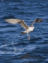 Seagull flying over the sea in Cape Town Royalty Free Stock Photo