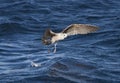 Seagull flying over the sea in Cape Town Royalty Free Stock Photo