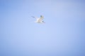 Seagull flying over the sea on a clear blue sky Royalty Free Stock Photo