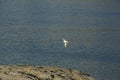 Seagull flying over the sea at the coast of Torget island on sunny summer day