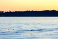 Seagull flying over sea Royalty Free Stock Photo