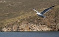 Seagull flying over the sea. Background with mountains and rocks. Selective focus. Royalty Free Stock Photo