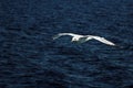 Seagull flying over the sea Royalty Free Stock Photo