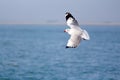 Seagull flying over the sea