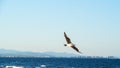 Seagull flying over the sea Royalty Free Stock Photo