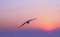 Seagull flying over sea Royalty Free Stock Photo