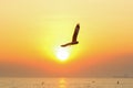 Seagull flying over sea Royalty Free Stock Photo