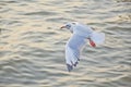 Seagull flying over the sea in Thailand Royalty Free Stock Photo