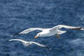 Seagull Flying over Sea Royalty Free Stock Photo