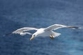 Seagull Flying over Sea Royalty Free Stock Photo