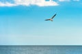 Seagull flying over sea water against a blue sky Royalty Free Stock Photo