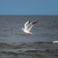 Seagull flying over the sea waves hunting for fish. Royalty Free Stock Photo